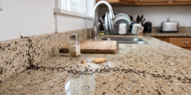 O que significa quando formigas começam a aparecer dentro de casa?