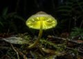 Cogumelos bioluminescentes iluminam florestas inteiras durante a noite e intrigam quem estuda a natureza