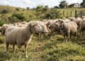 Estudo revela que ovelhas reconhecem rostos individuais entre outros animais e guardam essa memória por mais de dois anos, um feito que intriga cientistas e revela a sofisticada capacidade cognitiva desses animais no campo aberto.