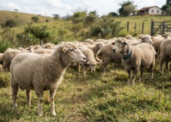 Estudo revela que ovelhas reconhecem rostos individuais entre outros animais e guardam essa memória por mais de dois anos, um feito que intriga cientistas e revela a sofisticada capacidade cognitiva desses animais no campo aberto.