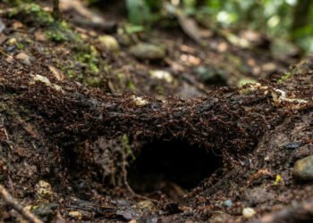 A inteligência coletiva das formigas-correição surge de milhares de interações locais, revelam pesquisadores que investigam como esse comportamento coordenado consegue emergir sem qualquer comando central visível dentro da colônia