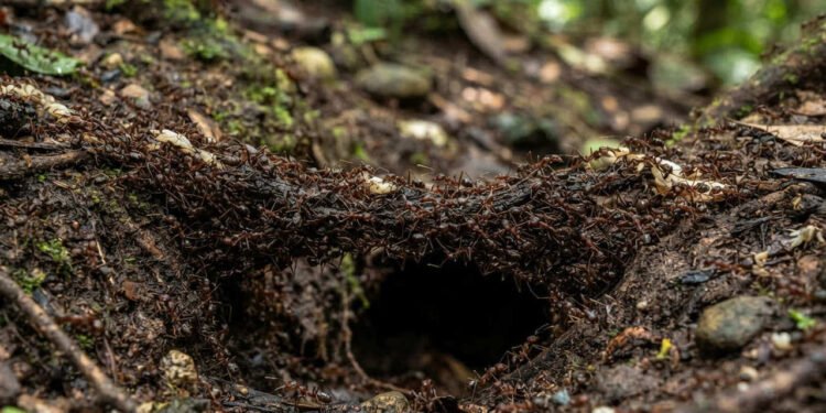 A inteligência coletiva das formigas-correição surge de milhares de interações locais, revelam pesquisadores que investigam como esse comportamento coordenado consegue emergir sem qualquer comando central visível dentro da colônia