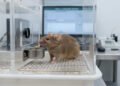 Ratos mantêm o prazer pela comida, mas perdem a disposição para trabalhar por ela, revela estudo: cientistas explicam por que o cérebro desiste do esforço, mesmo quando a recompensa segue tão desejada quanto antes, aponta pesquisa