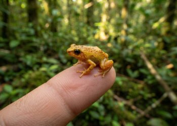 Qual é o menor vertebrado do mundo? O sapinho brasileiro mede pouco mais de 7 milímetros