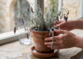 Os jardineiros concordam: se a lavanda seca, nem sempre é por falta de água, mas porque o solo retém umidade demais