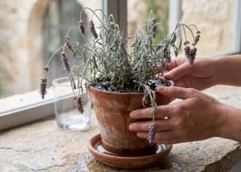Os jardineiros concordam: se a lavanda seca, nem sempre é por falta de água, mas porque o solo retém umidade demais