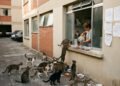 Moradora de apartamento térreo começa a alimentar diariamente 15 gatos de rua na janela da área de serviço, atraindo os animais para o interior do prédio e gerando mau cheiro, fezes nas garagens e infestação de pulgas; o condomínio aplica multas sucessivas de R$ 600 e a Justiça defere liminar proibindo a prática sob justificativa de risco à salubridade coletiva e clara violação ao Artigo 1.336 do Código Civil