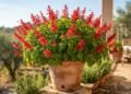 Cheira a abacaxi e floresce em vermelho intenso, uma erva surpreendente para vasos ensolarados