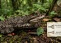 Cabeça triangular significa que a cobra é venenosa? Entenda por que esse velho truque de identificação pode levar você ao erro