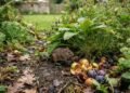 Ratos no jardim: estudo mostra por que jardins podem atrair ratos em busca de alimento e esconderijos