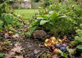 Ratos no jardim: estudo mostra por que jardins podem atrair ratos em busca de alimento e esconderijos