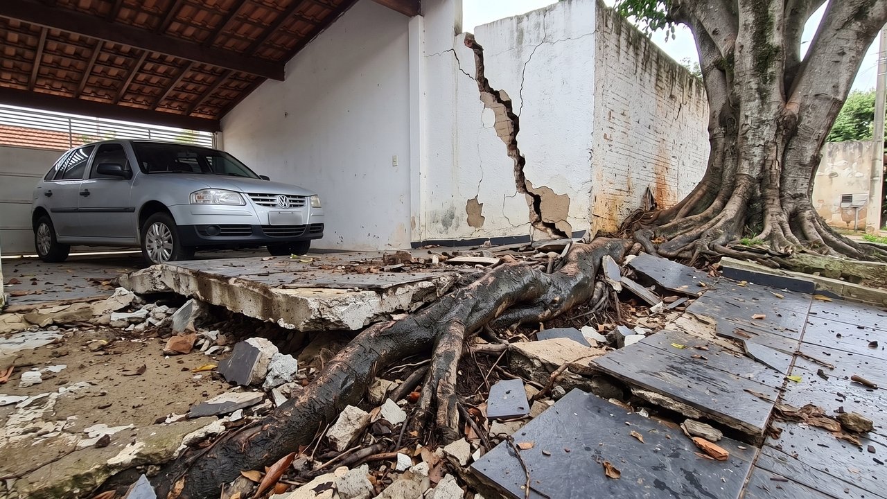 Uma árvore de grande porte plantada no quintal cresce descontroladamente e suas raízes estouram o muro da divisa, quebrando também o piso da garagem da casa vizinha. A Justiça autoriza o vizinho prejudicado a cortar as raízes que invadiram seu terreno e condena o dono da árvore a pagar integralmente a reconstrução do muro e do piso (Artigo 1.283 do Código Civil).