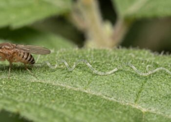 Por que os espermatozoides da mosca-das-frutas precisam ser maiores que o próprio animal?