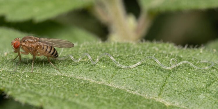 Por que os espermatozoides da mosca-das-frutas precisam ser maiores que o próprio animal?