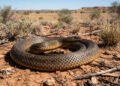 Por que a taipan-do-interior é tão perigosa? Conheça os fatos sobre uma das serpentes com veneno mais potente do mundo