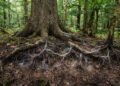 Redes de fungos conectam árvores e movimentam carbono nas florestas inteiras, mas cientistas e pesquisadores ainda divergem sobre a real extensão desses efeitos e o que essa descoberta pode revelar sobre os ecossistemas florestais