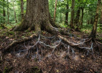 Redes de fungos conectam árvores e movimentam carbono nas florestas inteiras, mas cientistas e pesquisadores ainda divergem sobre a real extensão desses efeitos e o que essa descoberta pode revelar sobre os ecossistemas florestais