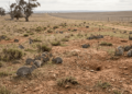 No Natal de 1859, um fazendeiro soltou 13 coelhos em sua propriedade; em 50 anos, eles já haviam ocupado dois terços da Austrália