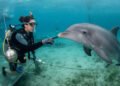 Por que dizemos que os golfinhos são tão inteligentes? O que eles realmente conseguem entender