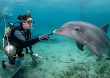 Por que dizemos que os golfinhos são tão inteligentes? O que eles realmente conseguem entender