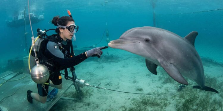 Por que dizemos que os golfinhos são tão inteligentes? O que eles realmente conseguem entender