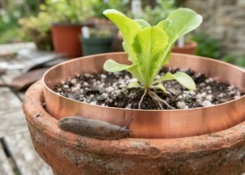 Adeus às lesmas nas plantas, um truque no jardim ajuda a proteger folhas e mudas
