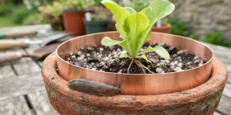 Adeus às lesmas nas plantas, um truque no jardim ajuda a proteger folhas e mudas
