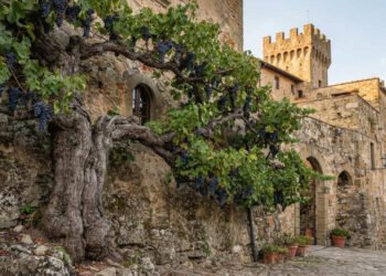 Com cerca de 350 anos, uma das maiores videiras do mundo cresce ao lado de um castelo na Itália