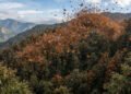 O dia em que milhões de borboletas cobriram o céu e transformaram a paisagem em uma nuvem viva