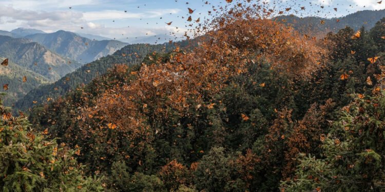O dia em que milhões de borboletas cobriram o céu e transformaram a paisagem em uma nuvem viva