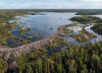 Castores precisaram de várias gerações para construir uma barragem de 850 metros no Canadá
