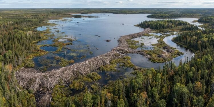 Castores precisaram de várias gerações para construir uma barragem de 850 metros no Canadá