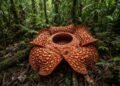 Espetáculo raro, a maior flor individual do mundo abre suas pétalas e pode chegar a 1 metro de diâmetro