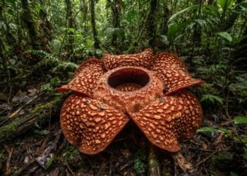 Espetáculo raro, a maior flor individual do mundo abre suas pétalas e pode chegar a 1 metro de diâmetro