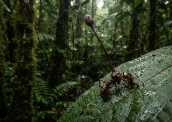 Pesquisa mostra que fungo parasita modifica o comportamento de insetos ao longo do desenvolvimento