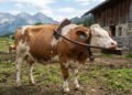 Escova multifuncional ganha funções diferentes para patas, costas e regiões delicadas de Veronika, e veterinários explicam por que essa novidade no formato faz toda diferença na rotina diária de higiene e no bem-estar geral do pet