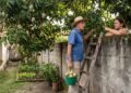 Os galhos da mangueira do vizinho ultrapassam o muro e invadem o seu quintal. Se você arrancar a fruta do galho, está cometendo um ilícito civil (a fruta pertence ao dono da árvore). Porém, se a fruta cair naturalmente no chão do seu quintal, ela passa a ser sua por direito