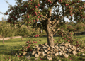 O que significa o provérbio “A árvore que dá frutos é a que mais leva pedradas”?