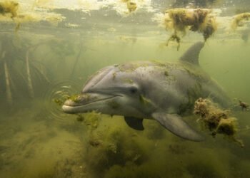 Após 25 anos de observações, cientistas encontram sinais inesperados no cérebro de golfinhos
