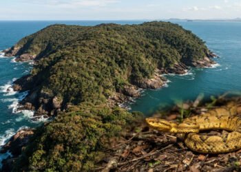 A ilha brasileira com milhares de jararacas-ilhoas protege uma das serpentes mais raras do mundo