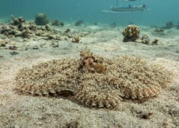 O polvo-mímico muda sua forma e imita animais venenosos para escapar de predadores, revelam pesquisadores; entenda a estratégia usada pelo cefalópode para enganar ameaças e sobreviver no fundo dos oceanos, aponta estudo científico