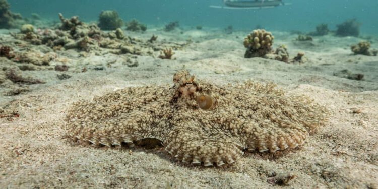 O polvo-mímico muda sua forma e imita animais venenosos para escapar de predadores, revelam pesquisadores; entenda a estratégia usada pelo cefalópode para enganar ameaças e sobreviver no fundo dos oceanos, aponta estudo científico