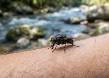 Piores que os mosquitos, esses pequenos insetos atacam perto de rios e a coceira pode continuar por vários dias