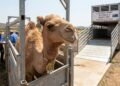 Camelos australianos surpreendem pela adaptação e por uma característica genética valorizada no Oriente Médio