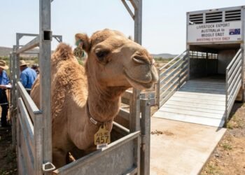Camelos australianos surpreendem pela adaptação e por uma característica genética valorizada no Oriente Médio