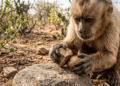 Macaco-prego-loiro surpreende pesquisadores ao usar pedras como ferramentas na Caatinga: cientistas investigam o que essa descoberta revela sobre a evolução do comportamento inteligente dos primatas silvestres do bioma brasileiro