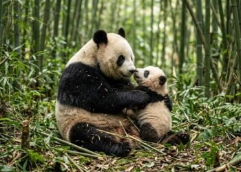 A dieta inacreditável do panda-gigante que surpreendeu os biólogos e revela por que o urso precisa comer 14 quilos de bambu todos os dias