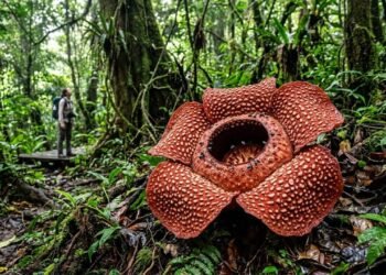 O tamanho inacreditável da maior flor individual do planeta que surpreendeu os biólogos e revela um peso capaz de se igualar a uma mala de viagem cheia