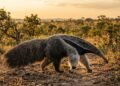 A habilidade inacreditável do tamanduá-bandeira que surpreendeu os biólogos e revela como o animal devora formigas sem destruir o formigueiro