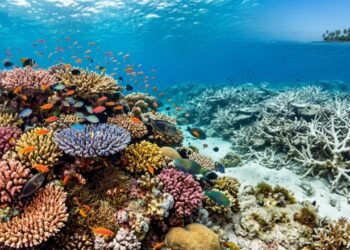 Cientistas encontram 165 mil quilômetros quadrados de corais que suportam águas quentes